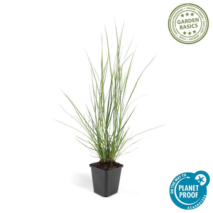 24x Pennisetum alopecuroides 'Hameln' - ↕10-25cm - Ø9cm