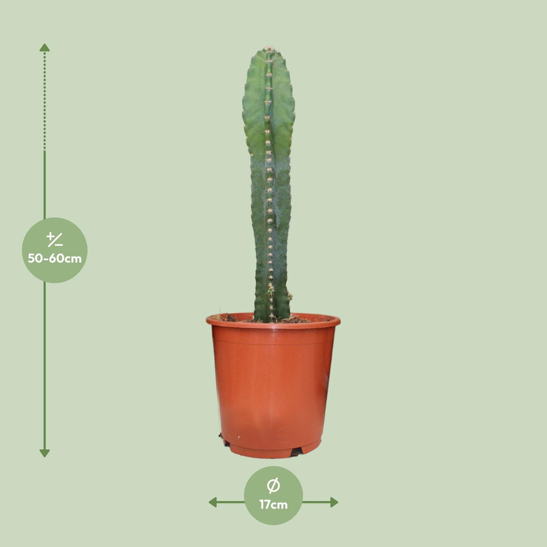 Cereus Peruvianus - Ø17cm - ↕55cm