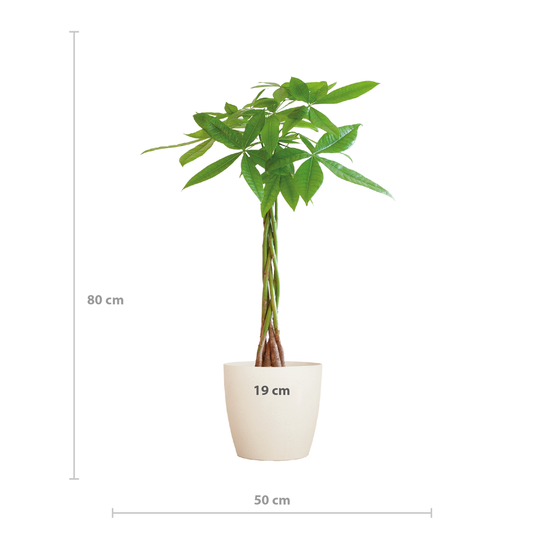 Pachira Aquatica met Viber wit - 80cm - Ø21