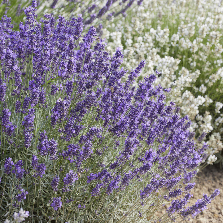 12x Lavandula 'Hidcote' - ↕10-25cm - Ø9cm
