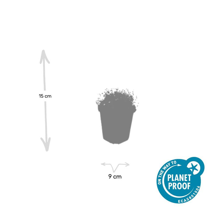 24x Sagina subulata - ↕10-25cm - Ø9cm