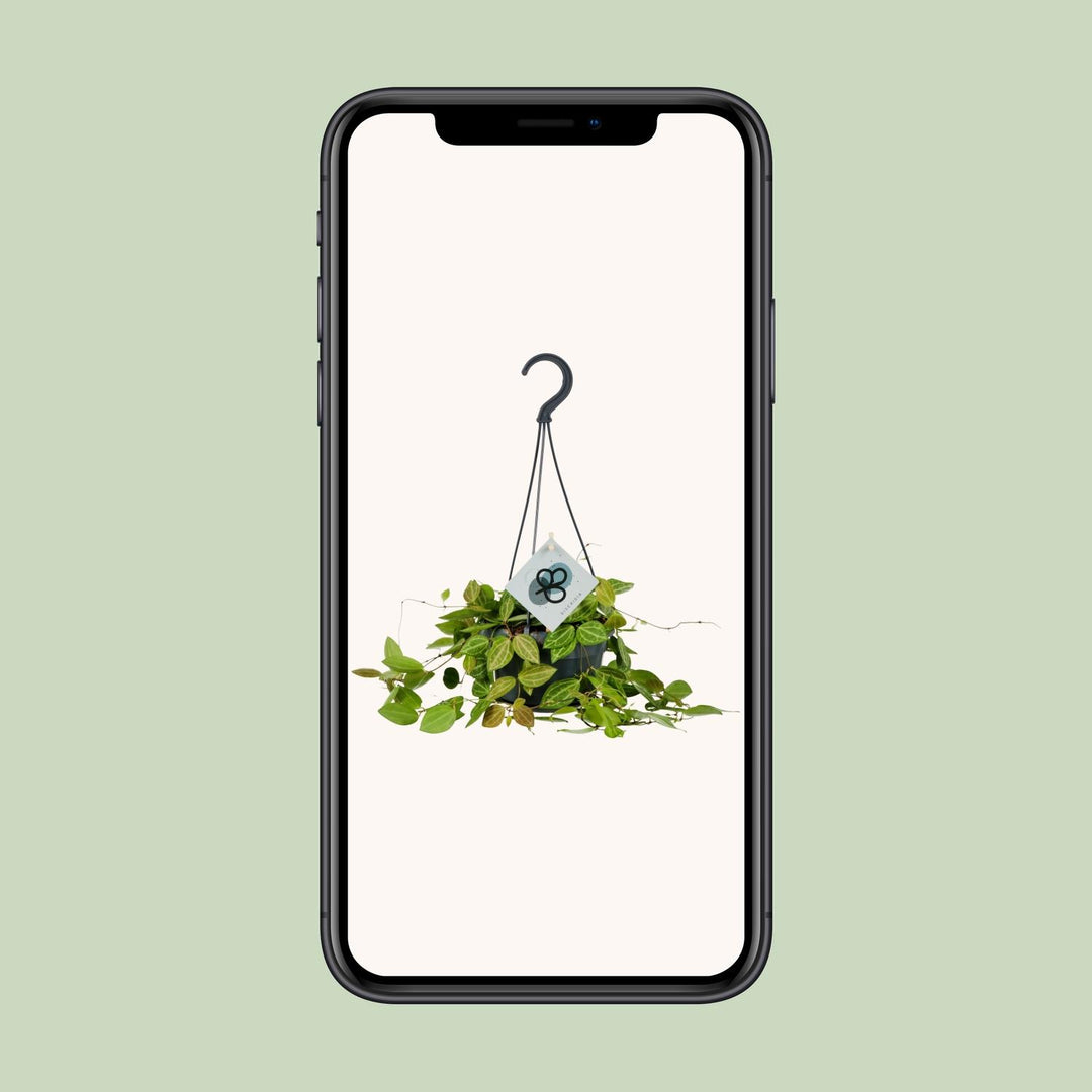 Dischidia Ovata - Ø14cm - ↕40cm