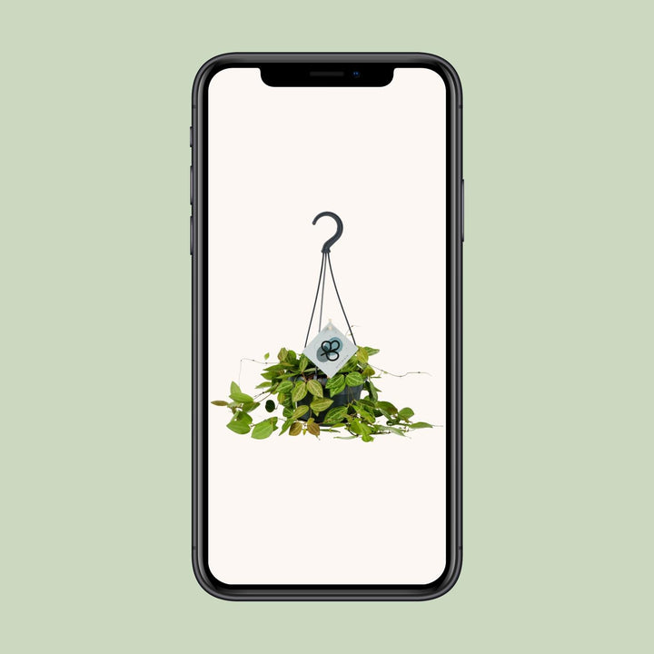 Dischidia Ovata - Ø14cm - ↕40cm