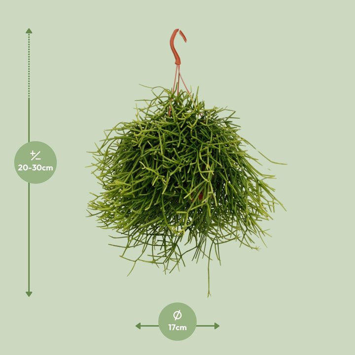 Rhipsalis Heteroclada - Ø17cm - ↕25cm