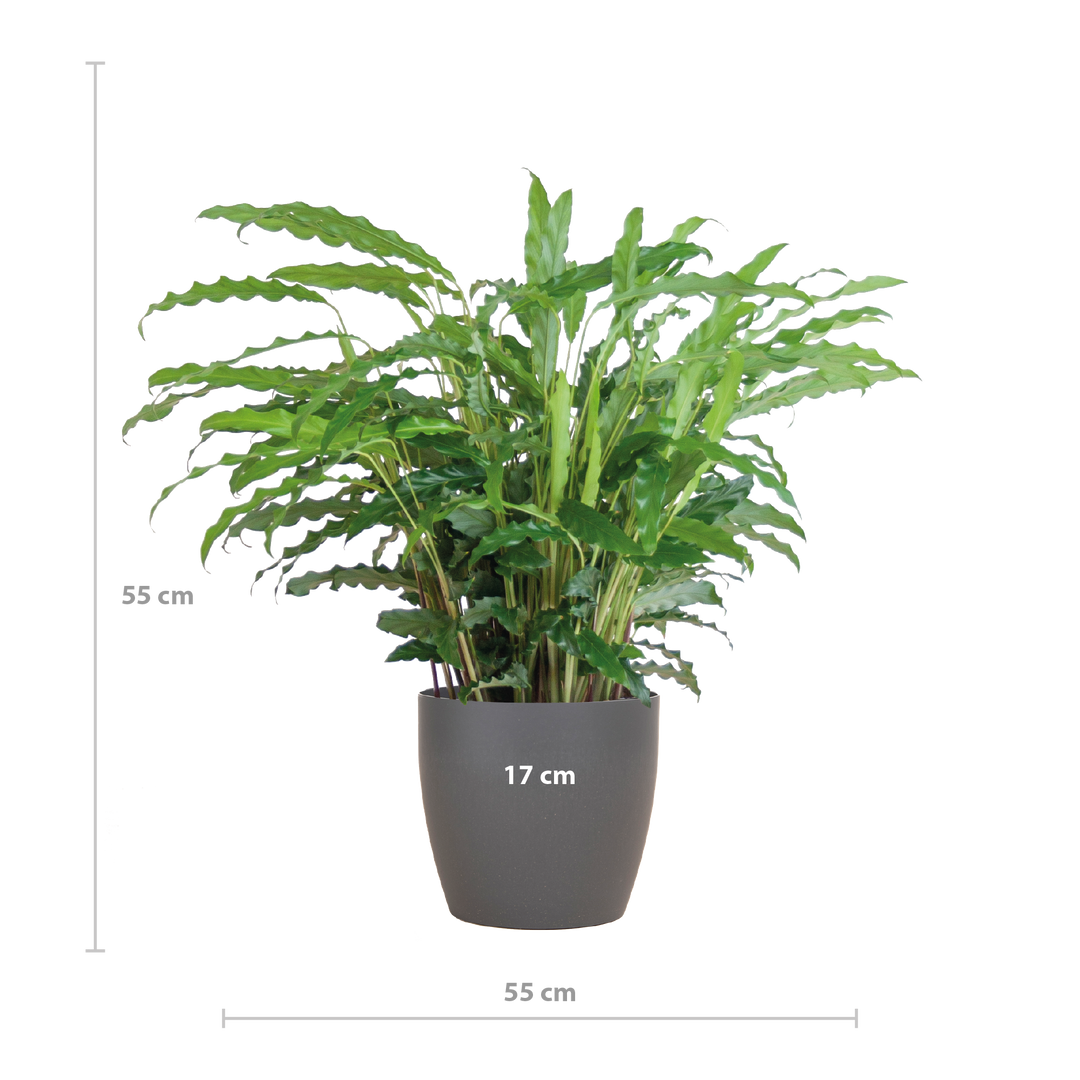 Calathea Rufibarba met Viber grijs - 55cm - Ø17