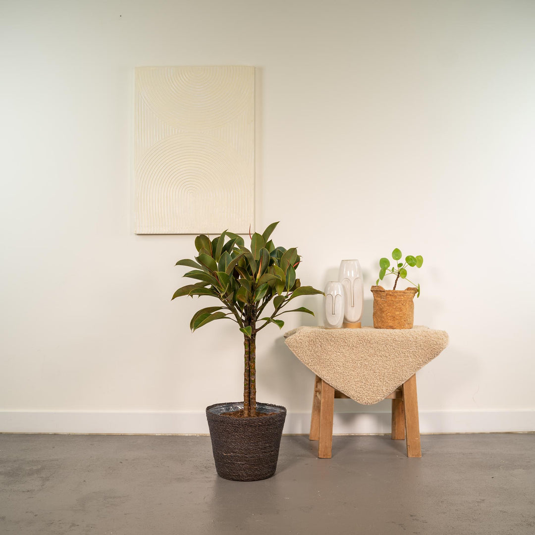 Ficus elastica Melany stam - ↨90cm - Ø21cm + Mand Igmar