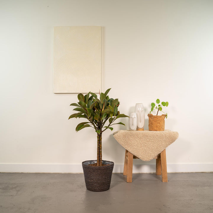 Ficus elastica Melany stam - ↨90cm - Ø21cm + Mand Igmar