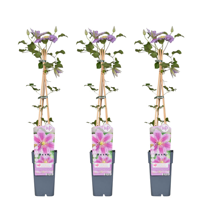 3x - Clematis Piilu - ↨65cm - Ø15