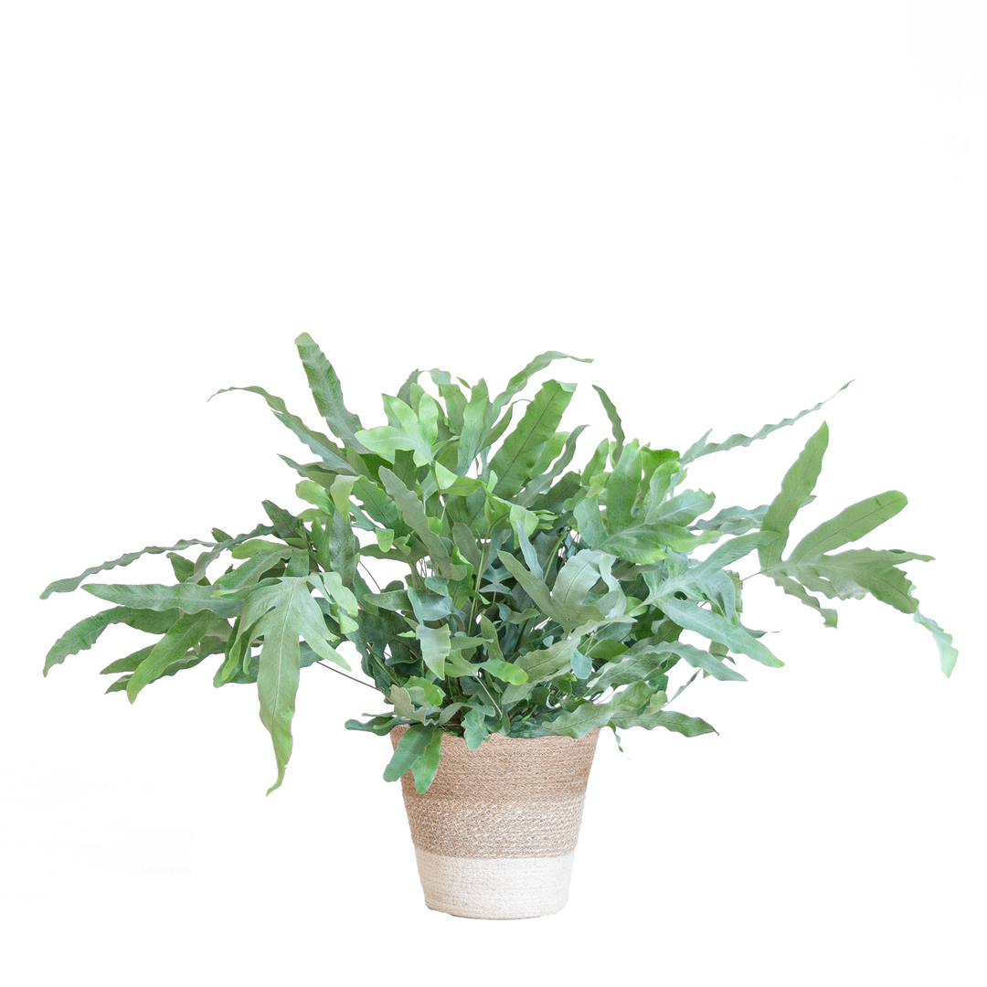 Phlebodium Aureum 'Blue Star' met Mand Lissabon wit - 40cm - Ø17