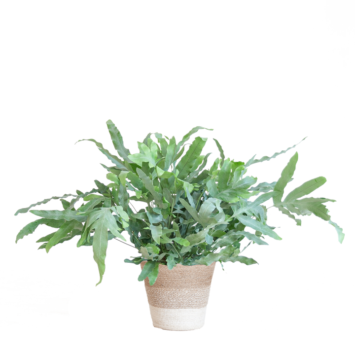 Phlebodium Aureum 'Blue Star' met Mand Lissabon wit - 40cm - Ø17