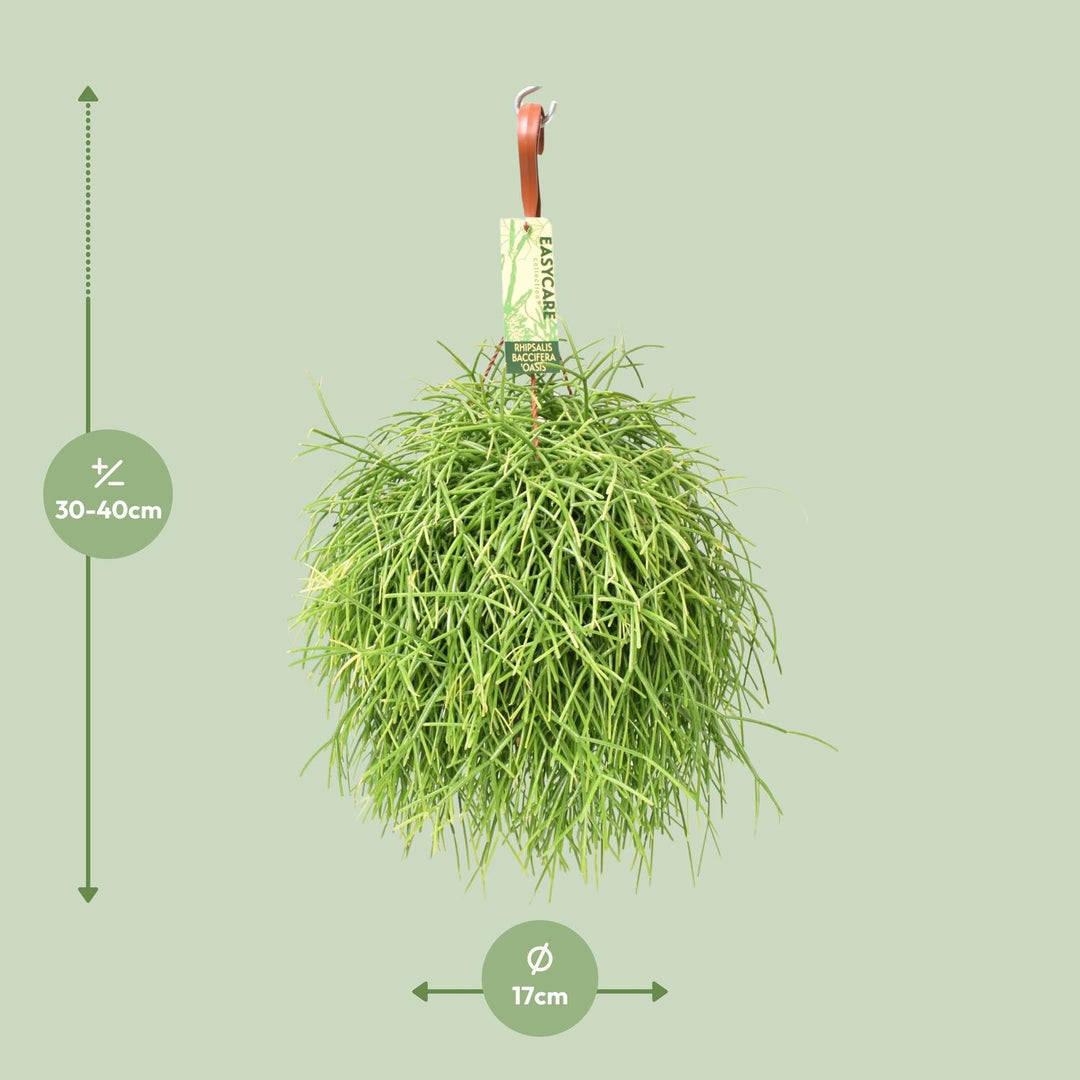 Rhipsalis Baccifera Oasis - Ø17 ↕35
