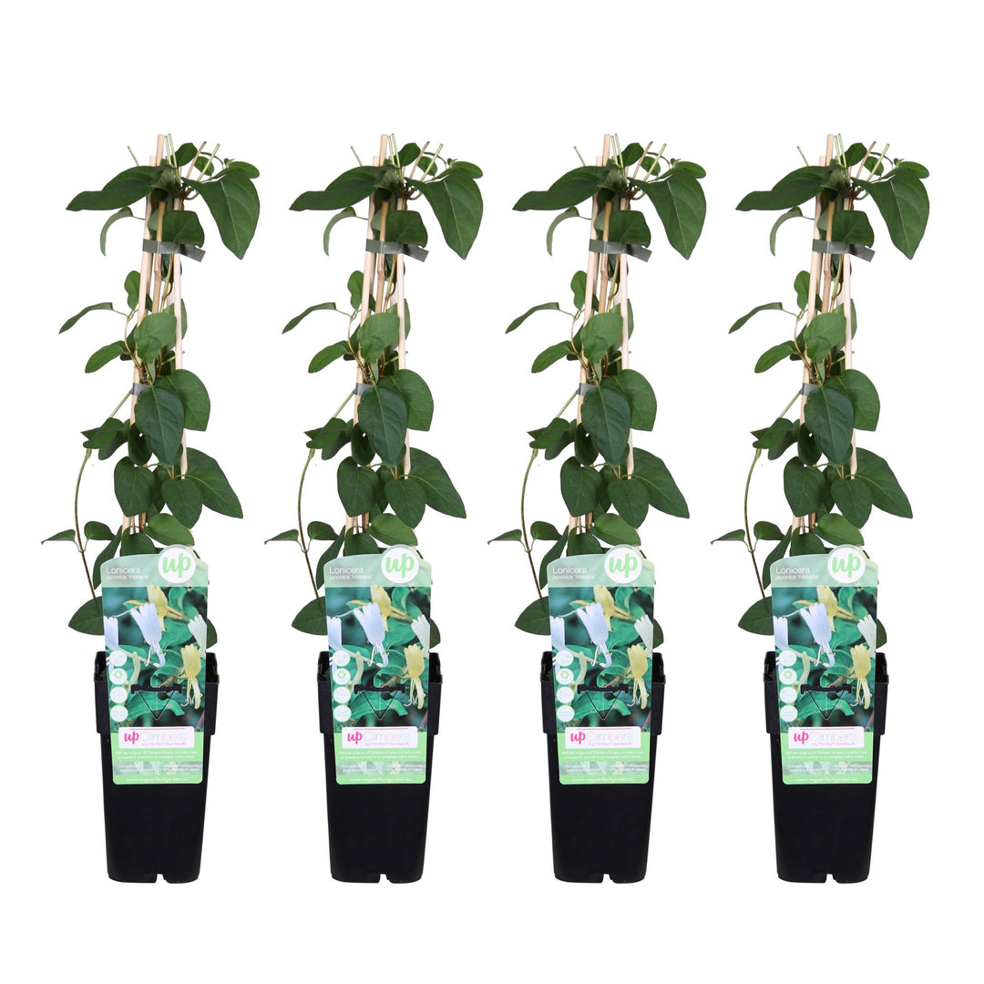 4x - Lonicera japonica 'Halliana' - ↨65cm - Ø15