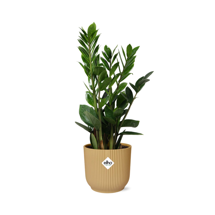 Zamioculcas – Hoogte 45-50 in ELHO Vibes Fold 14cm geel