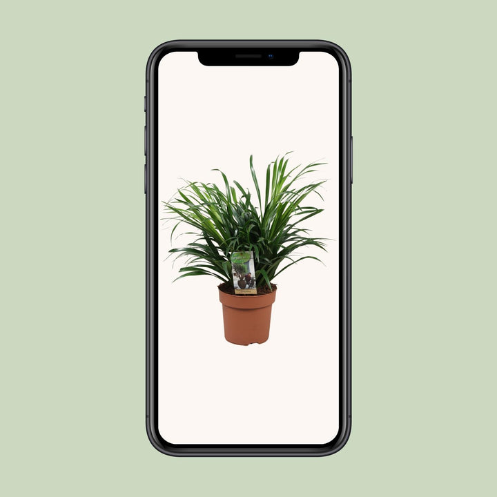 Dracaena Anita - Ø17cm - ↕45cm