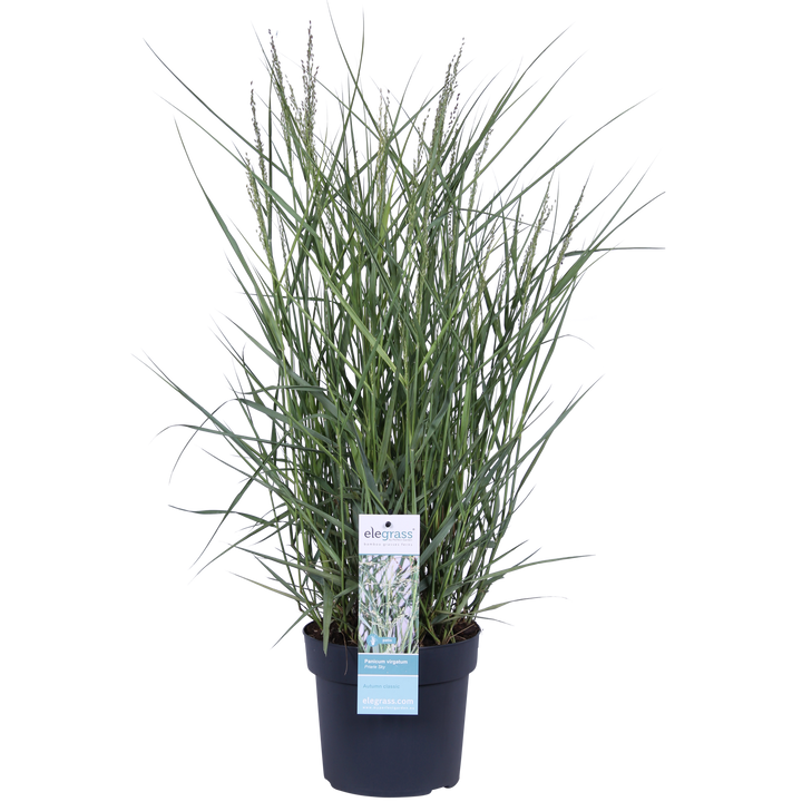Panicum virgatum 'Prairie Sky' - Ø19cm - ↕50cm