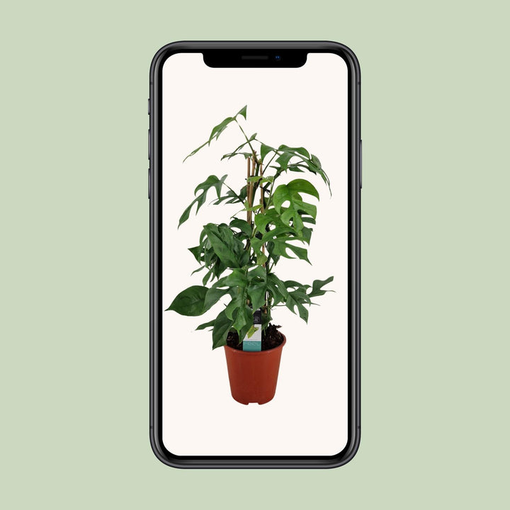 Philodendron Minima Pyramide - Ø19 ↕75