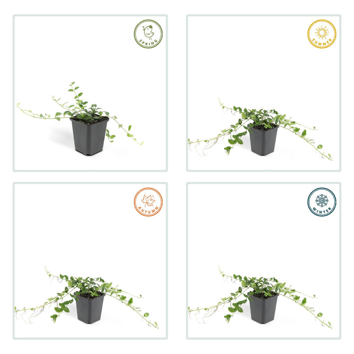 12x Vinca minor 'Alba' - ↕10-25cm - Ø9cm