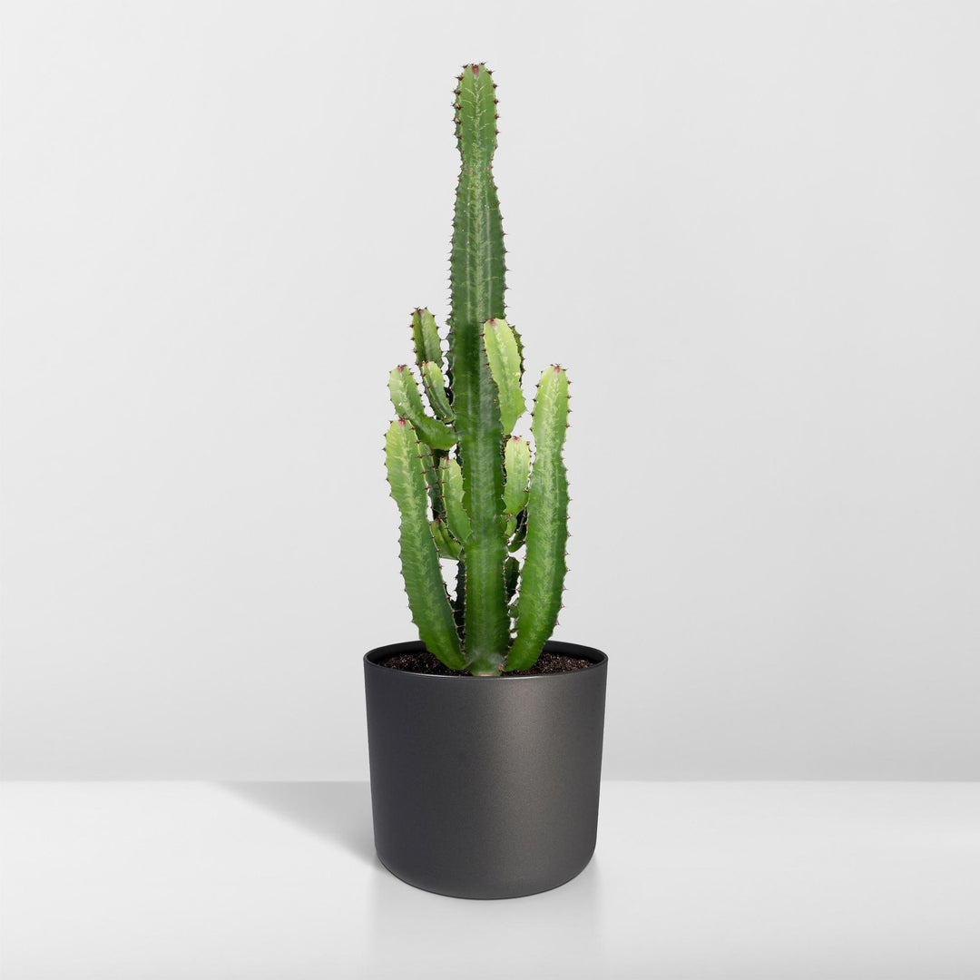 Euphorbia Acrurensis - Ø24cm - ↕60cm