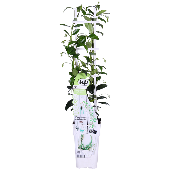 2x - Trachelospermum 'Star of Venice' - ↨65cm - Ø15