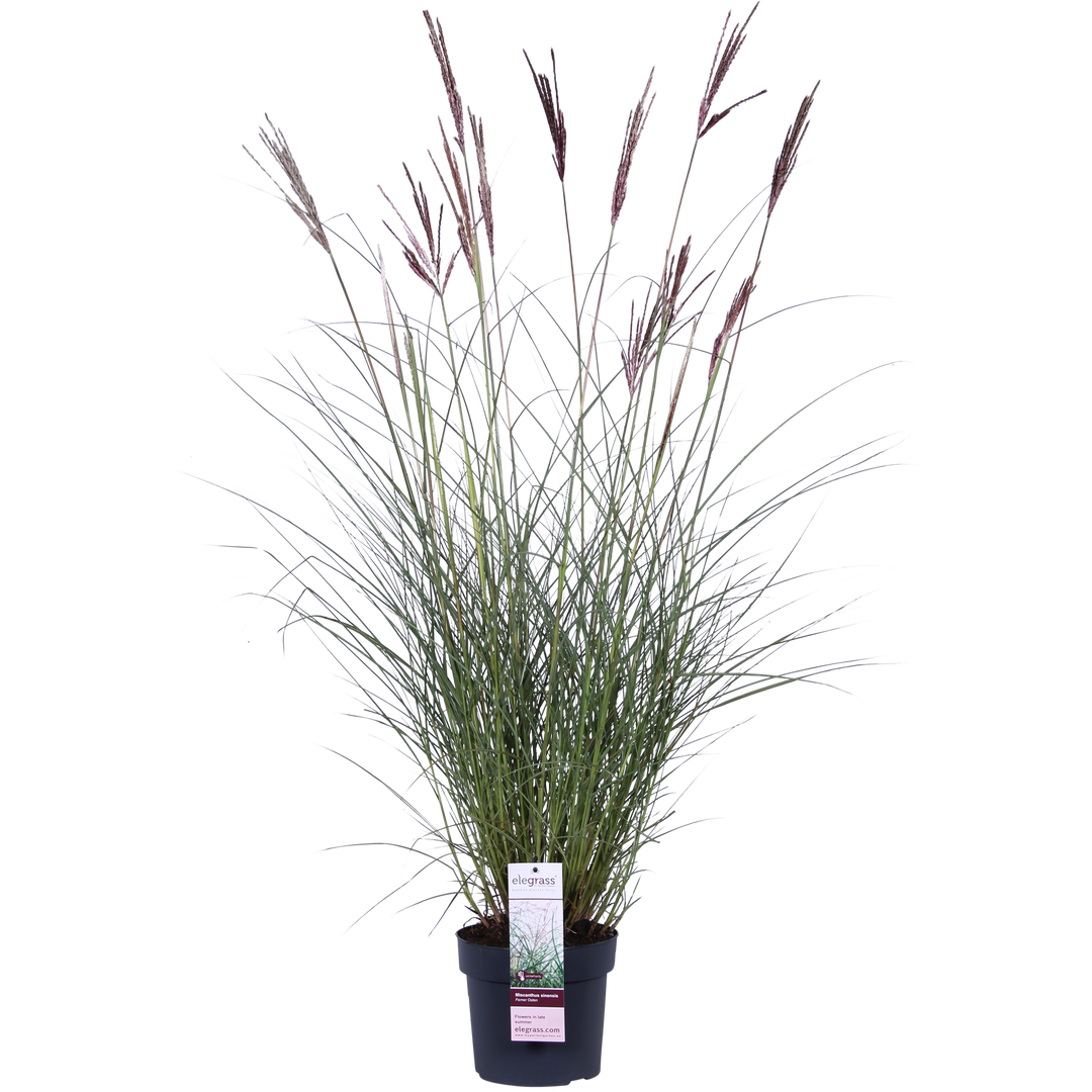 Miscanthus sinensis Ferner Osten - Ø19cm - ↕50cm - Ø19 - ↨50cm