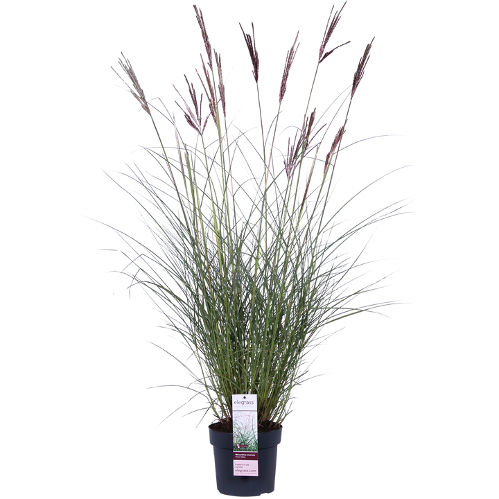 Miscanthus sinensis Ferner Osten - Ø19cm - ↕50cm - Ø19 - ↨50cm