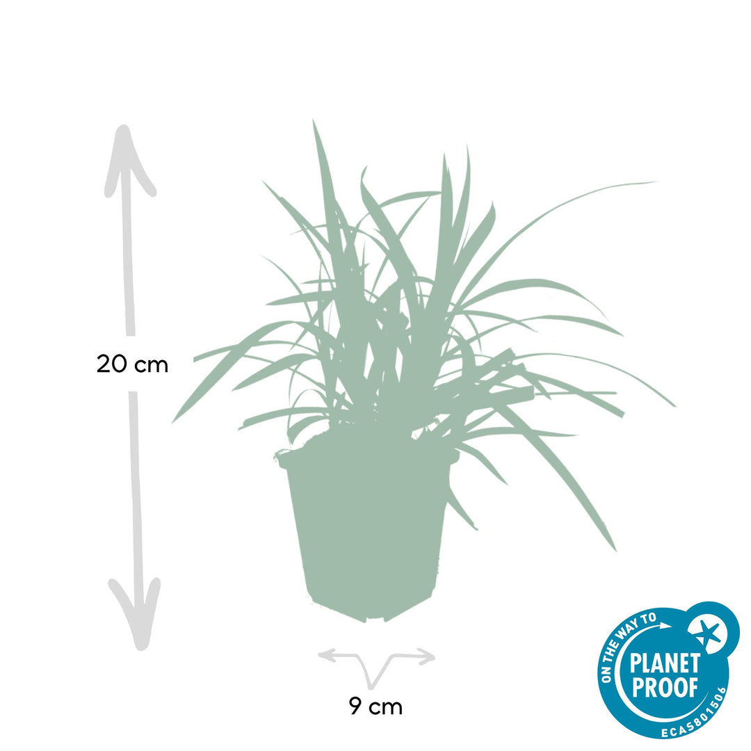 24x Carex morrowii 'Irish Green' - ↕10-25cm - Ø9cm