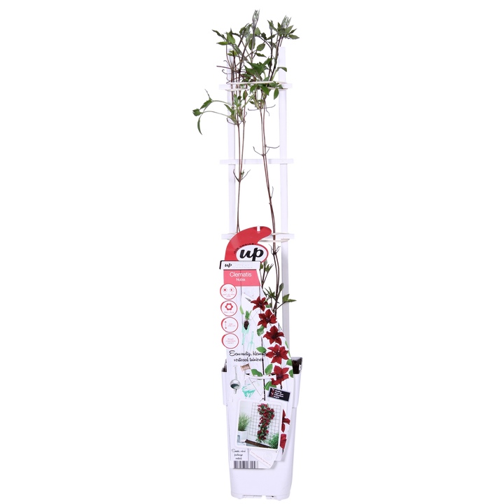 Clematis Nubia - Clematis Evison Rood - Ø15cm - ↕65cm - Ø15 - ↨65cm