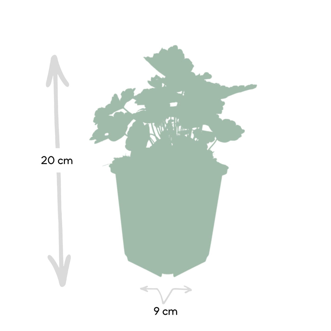 24x Heuchera mic. 'Palace Purple' - ↕10-25cm - Ø9cm