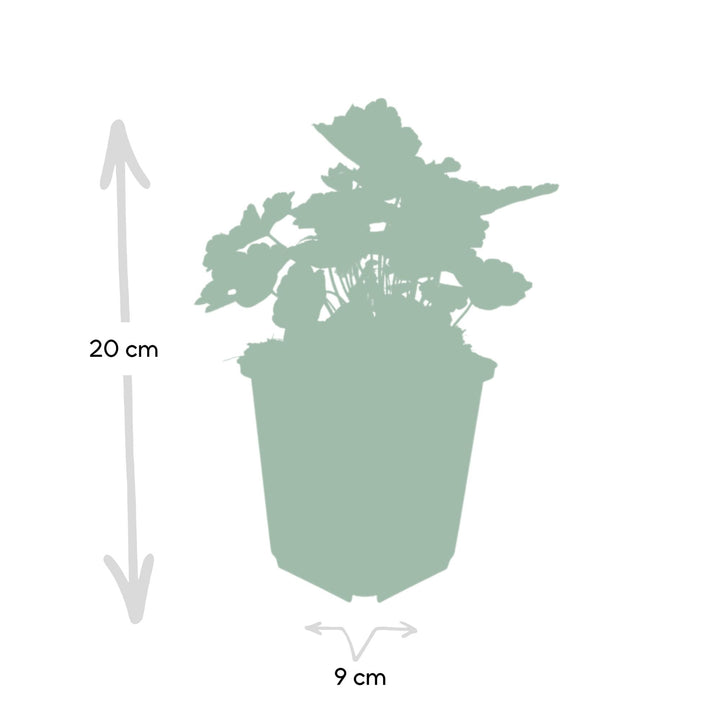 24x Heuchera mic. 'Palace Purple' - ↕10-25cm - Ø9cm