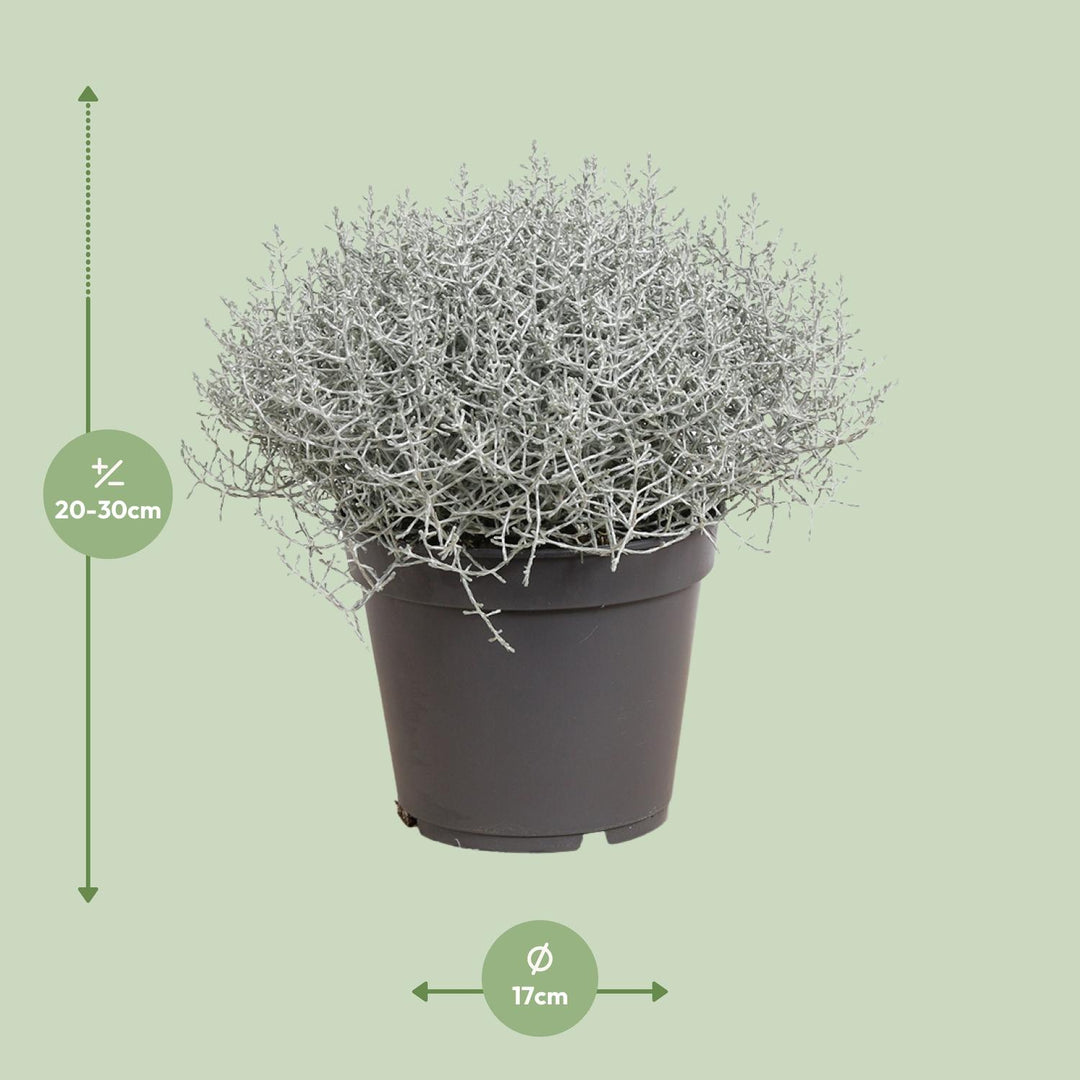 Leucophyta (Calocephalus) Brownii - Ø17cm - ↕30cm