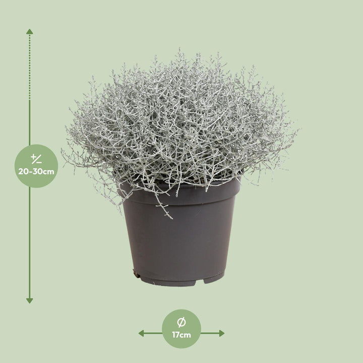 Leucophyta (Calocephalus) Brownii - Ø17cm - ↕30cm