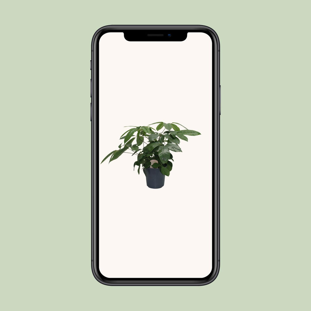 Schefflera Actinophylla - Ø21cm - ↕80cm