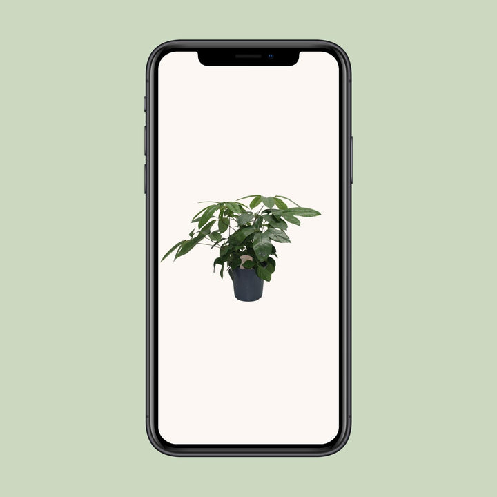 Schefflera Actinophylla - Ø21cm - ↕80cm