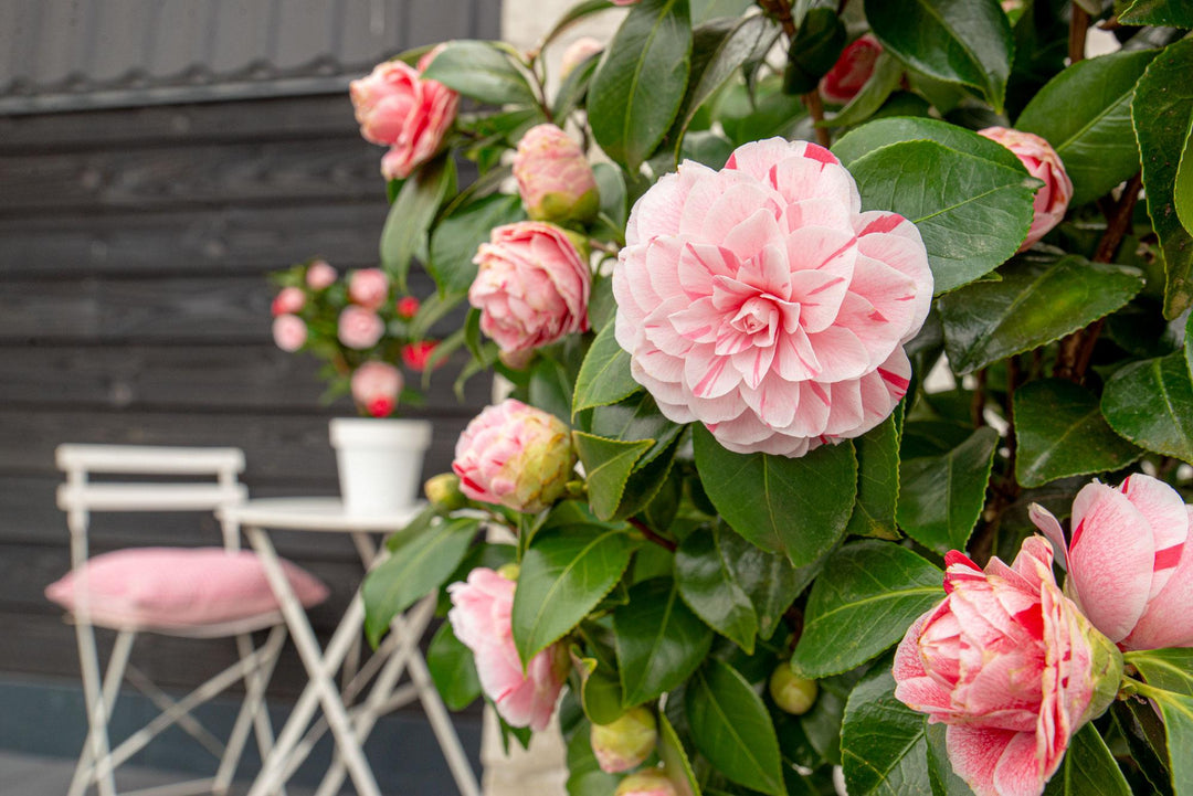 Camellia japonica Bonomiana - Ø19 - ↨65cm