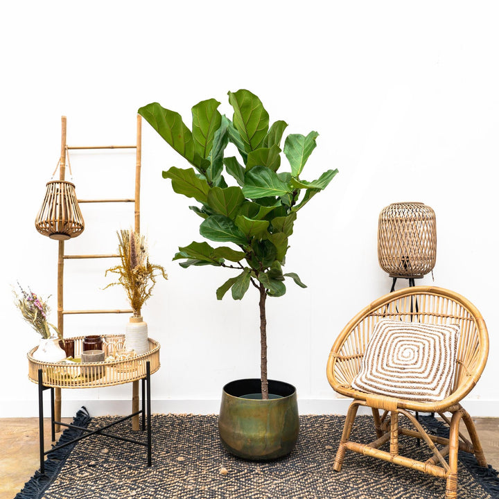 Ficus Lyrata stam  - 170cm - ⌀30