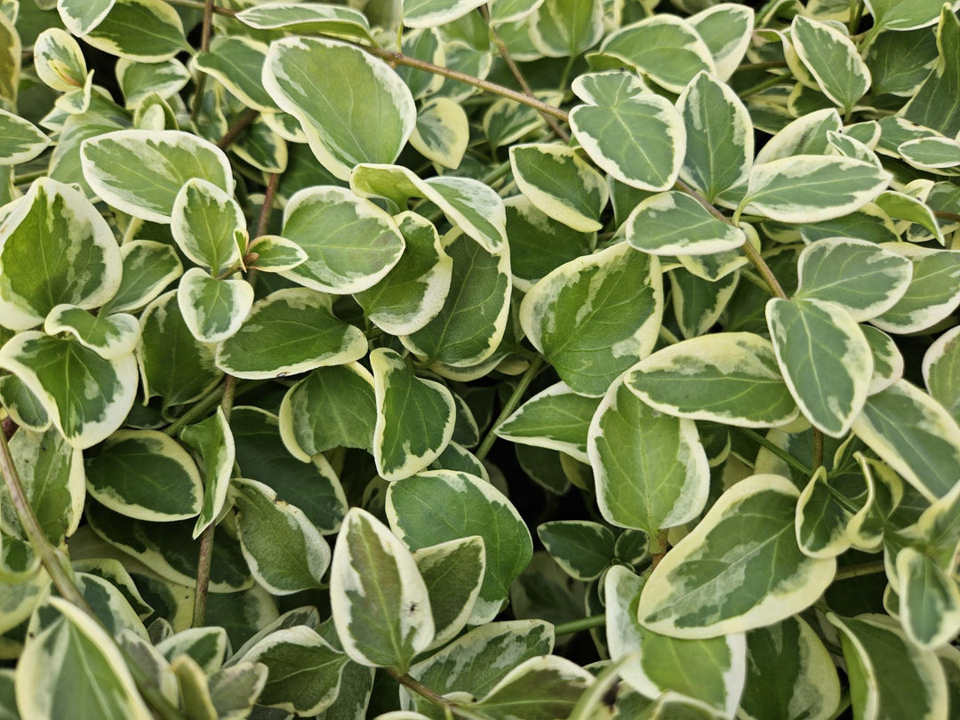 24x Vinca major 'Variegata' - ↕10-25cm - Ø9cm