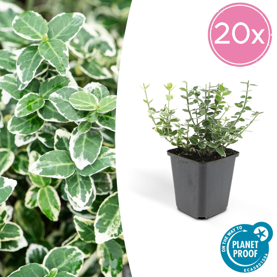 20x Euonymus fort. 'Emerald Gaiety' - ↕10-25cm - Ø9cm