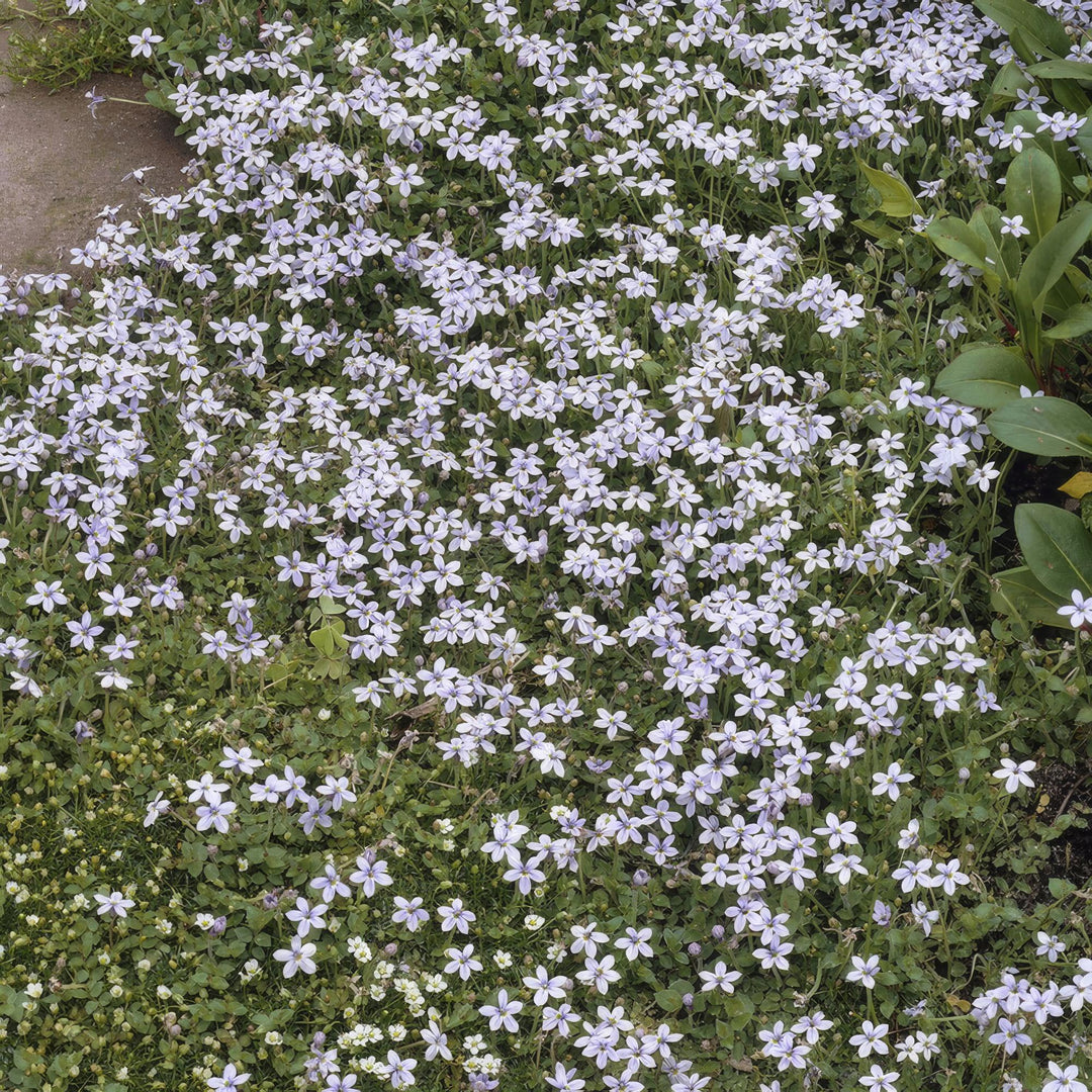 12x Isotoma fluviatilis - ↕10-25cm - Ø9cm
