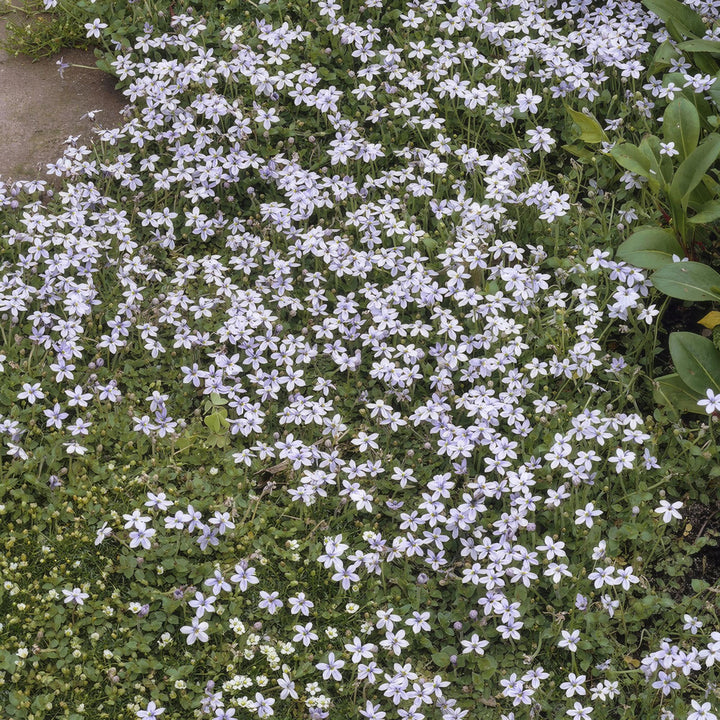 12x Isotoma fluviatilis - ↕10-25cm - Ø9cm