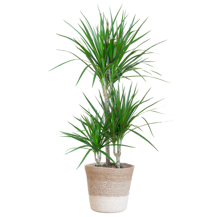 Dracaena Marginata met Lissabon mand wit - 95cm - Ø21