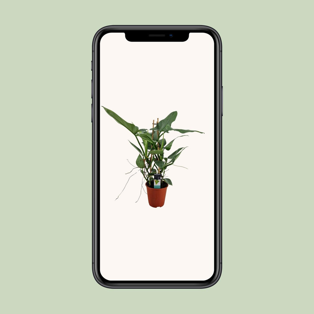 Philodendron Grey - Ø19cm - ↕75cm