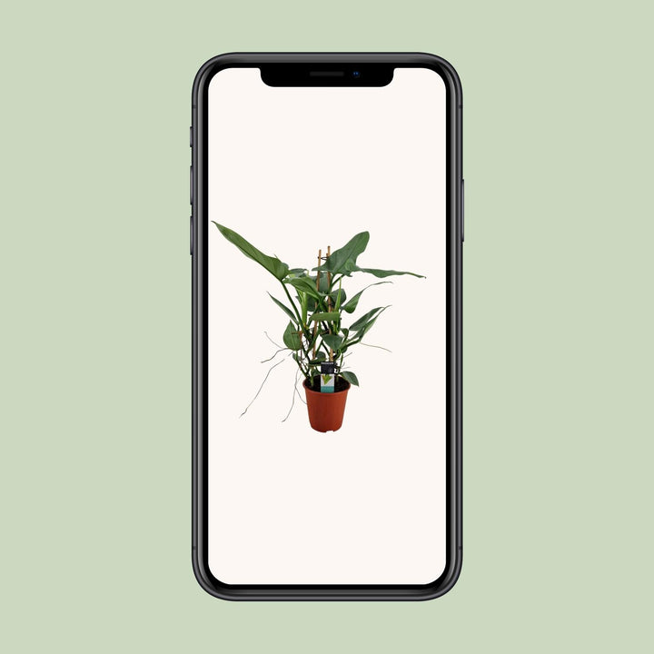 Philodendron Grey - Ø19cm - ↕75cm