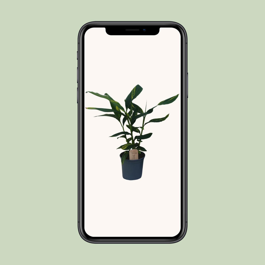 Alpinia Zerumbet - Ø21cm - ↕80cm