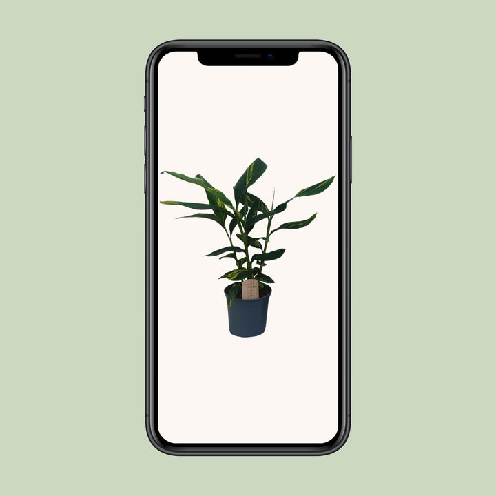 Alpinia Zerumbet - Ø21cm - ↕80cm