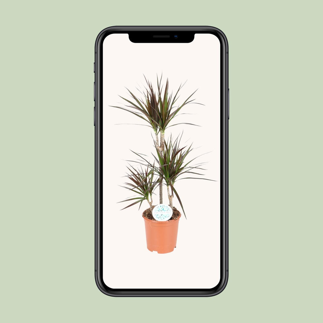 Dracaena Magenta - Ø21cm - ↕95cm