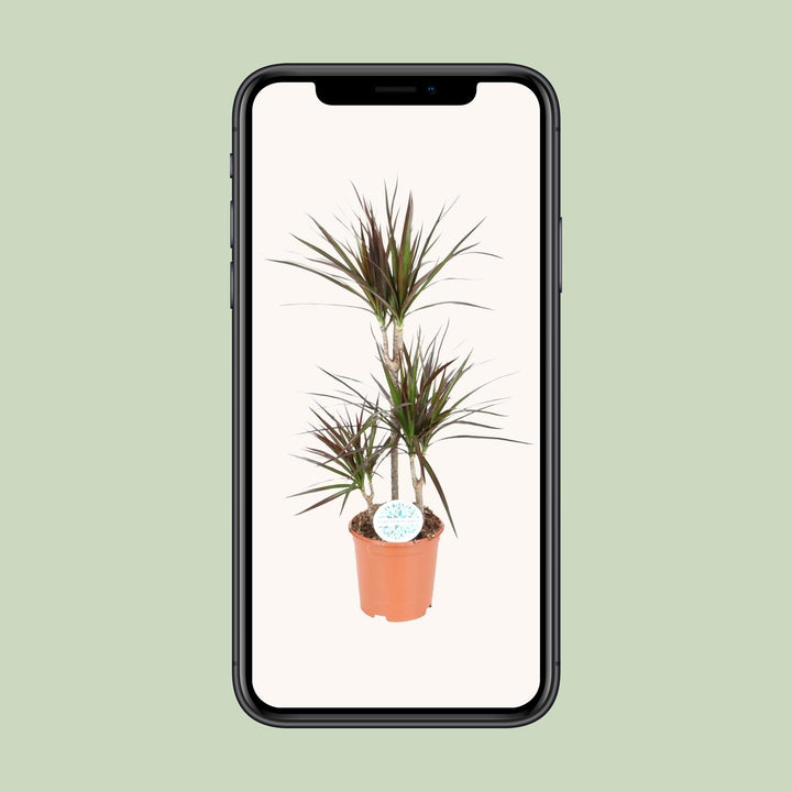 Dracaena Magenta - Ø21cm - ↕95cm