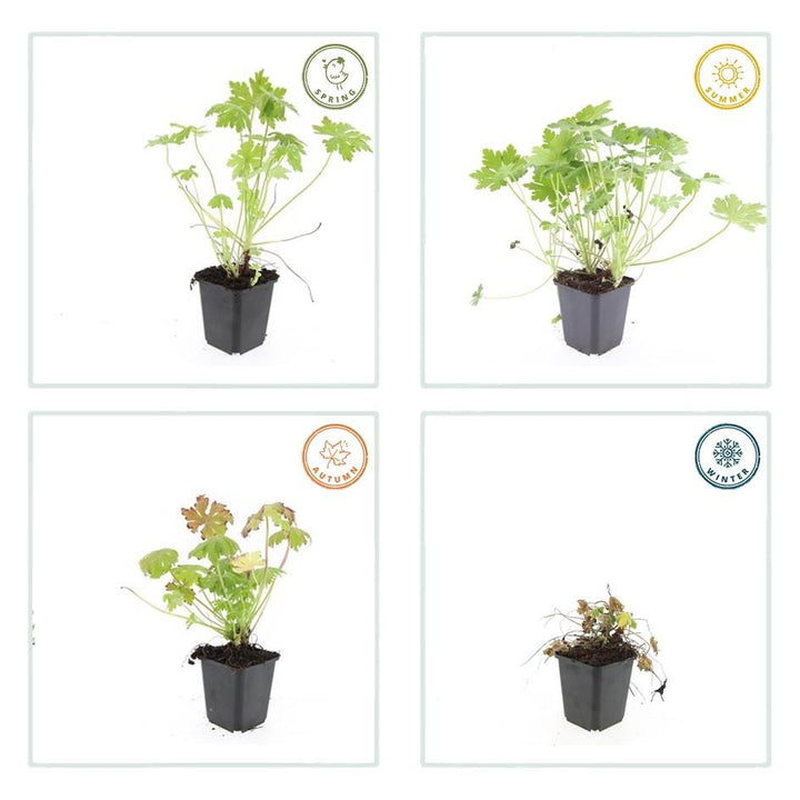 12x Geranium macrorrhizum - ↕10-25cm - Ø9cm