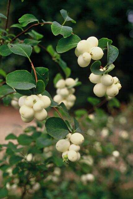 24x Symphoricarpos ch. 'Hancock' - ↕10-25cm - Ø9cm