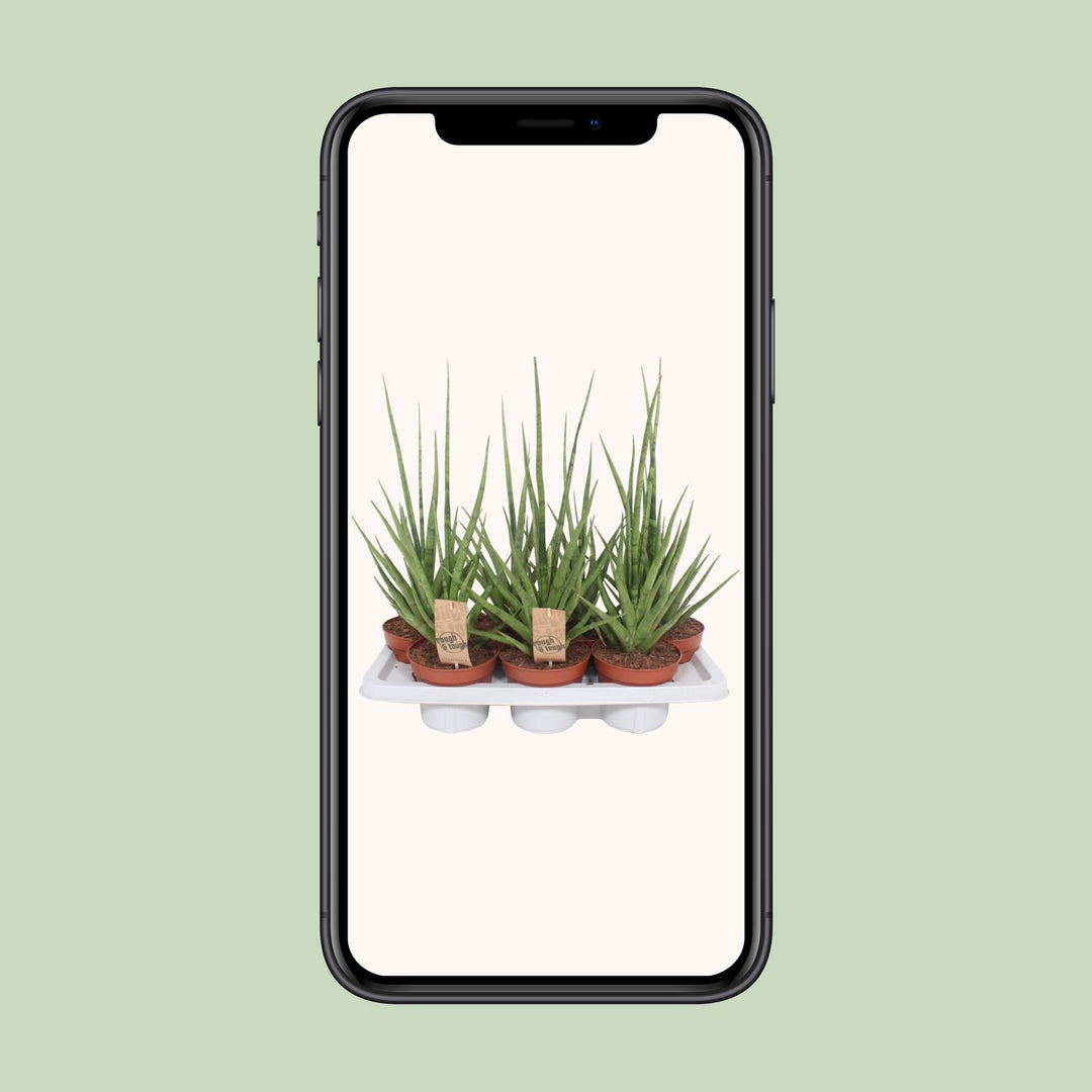 Sansevieria Gracilis Grey - Ø14cm - ↕55cm