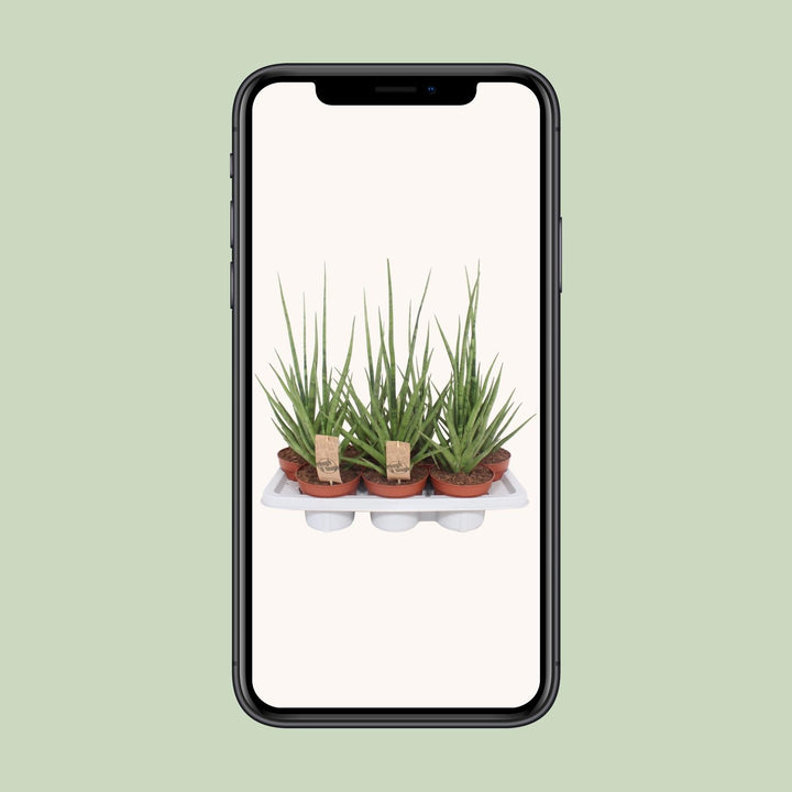 Sansevieria Gracilis Grey - Ø14cm - ↕55cm